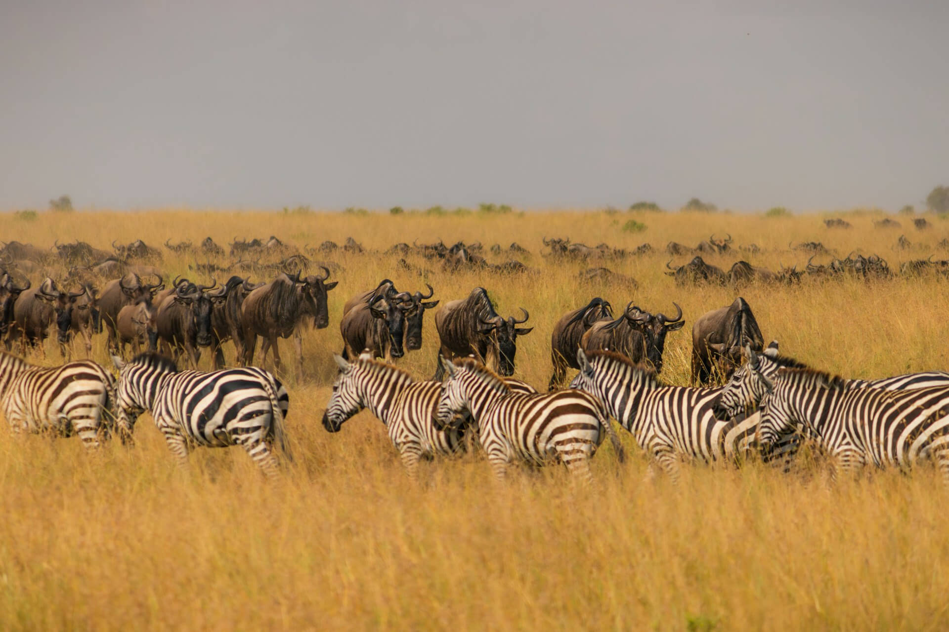 Maasai Mara - Image 2
