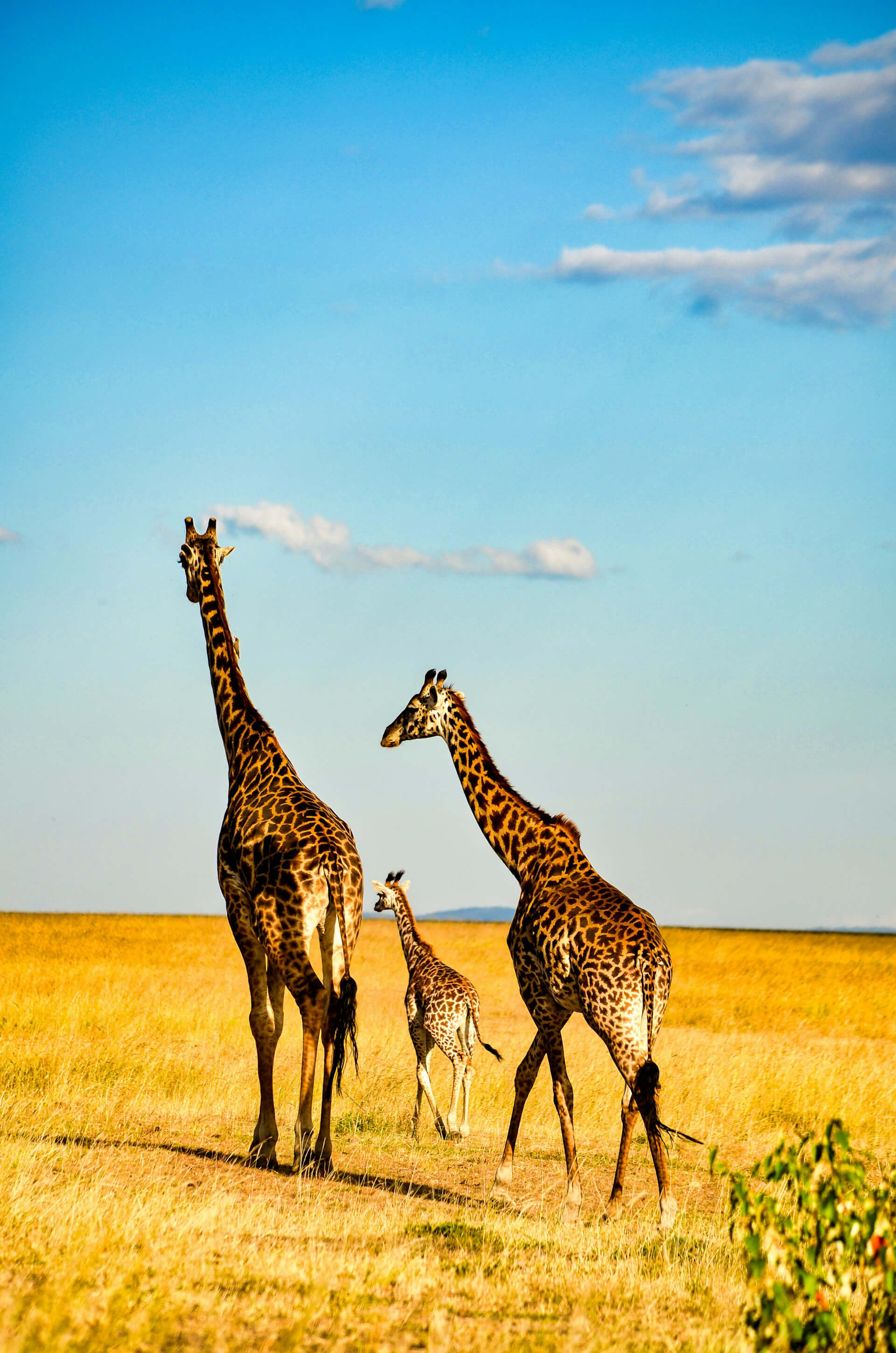 Maasai Mara - Image 1