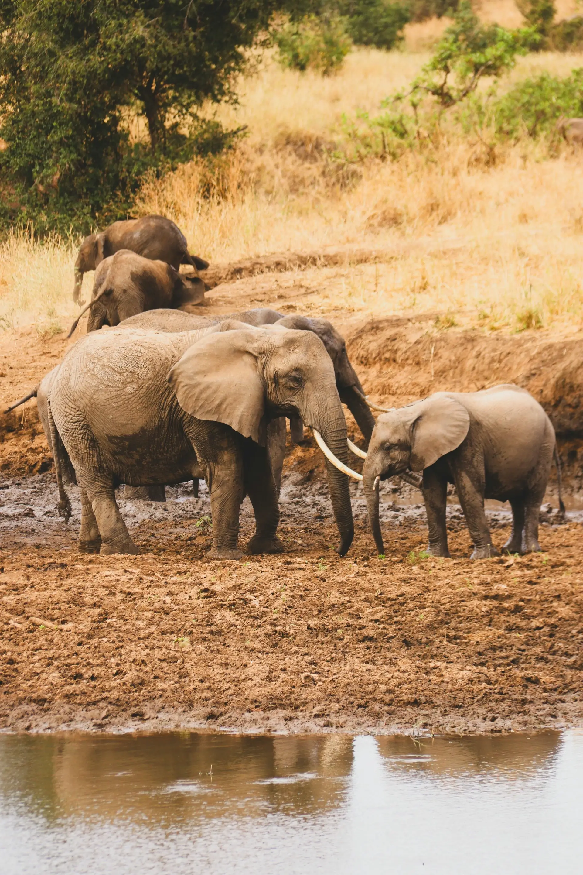 Tsavo National Park - Image 1