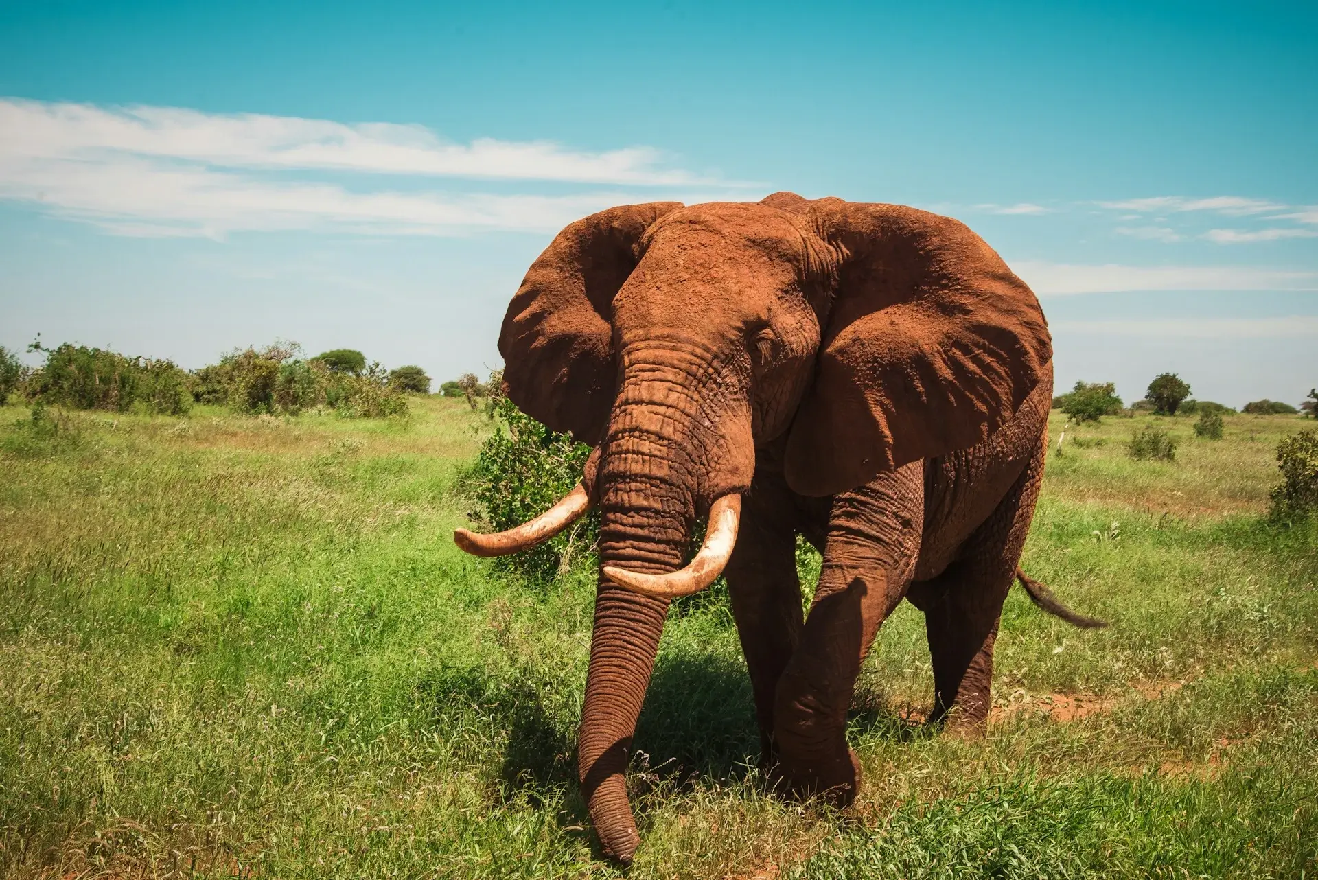 Tsavo National Park - Image 2