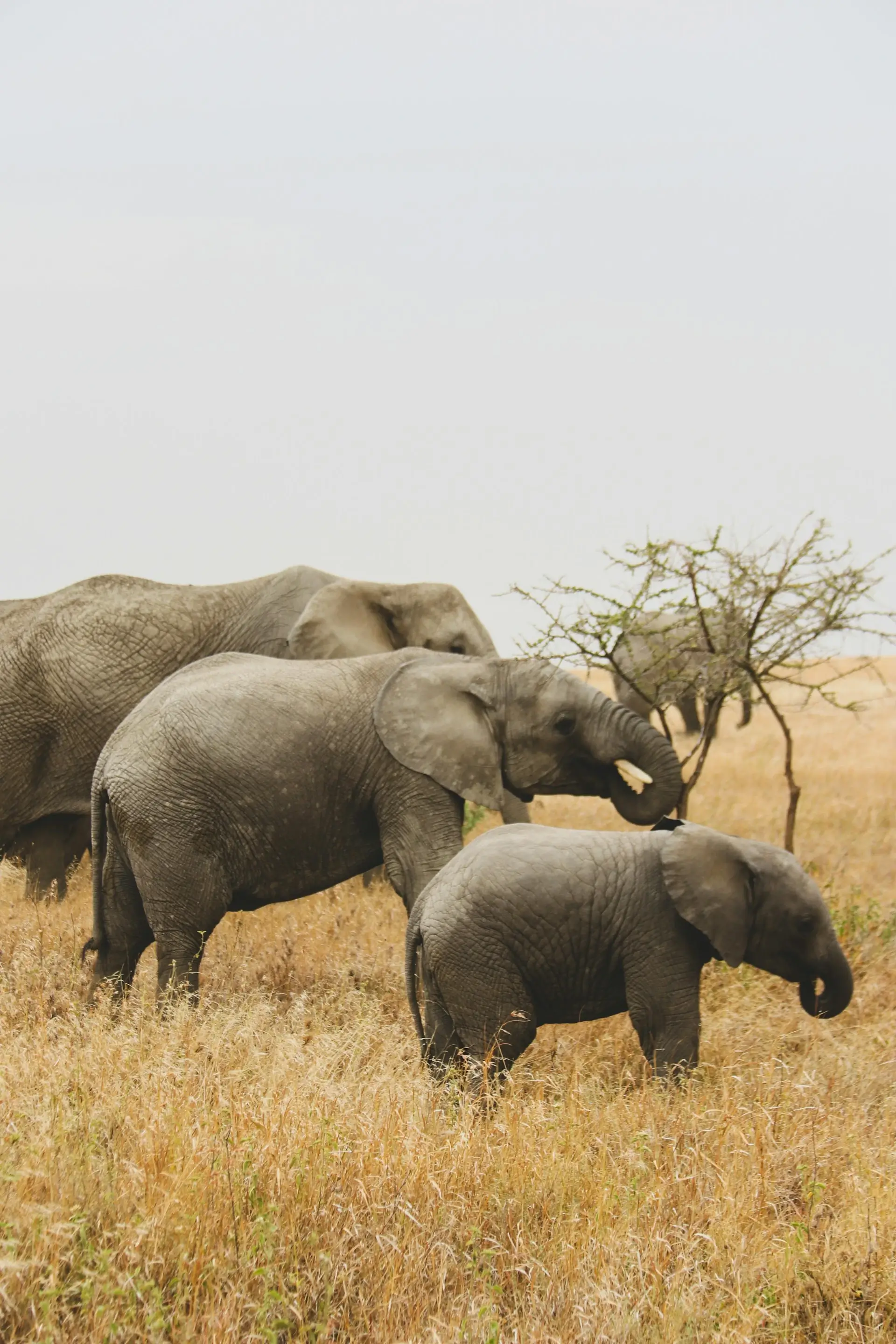Tsavo National Park - Image 3