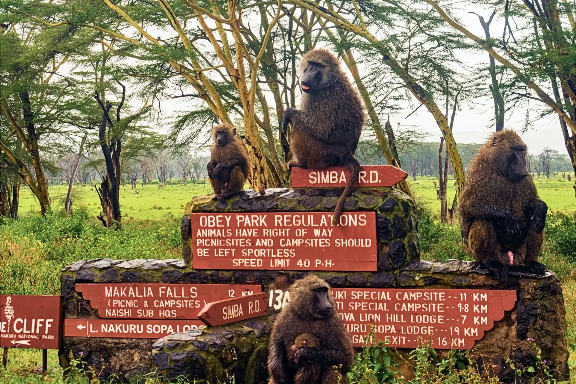 Lake Nakuru National Park - Image 2