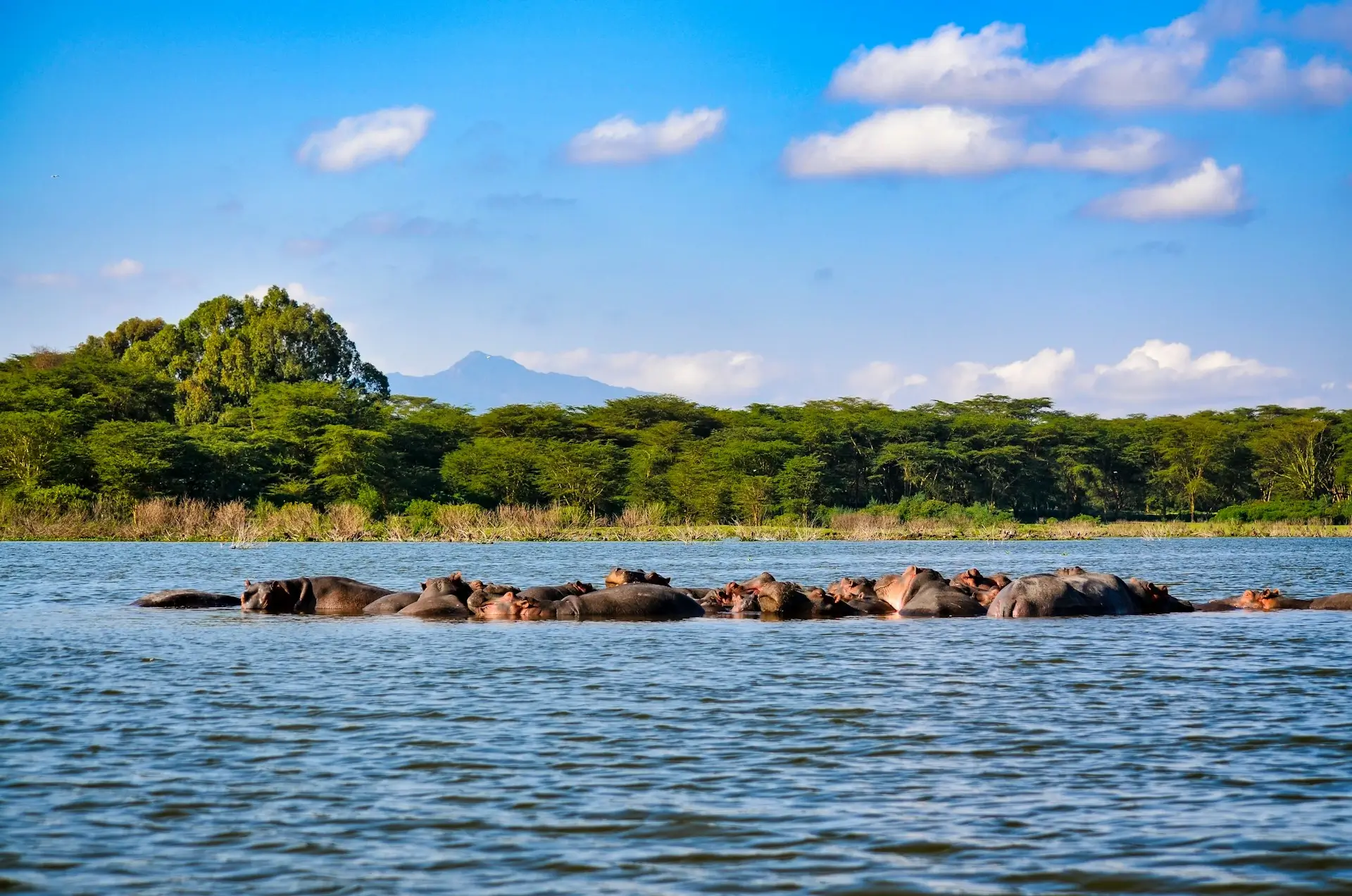 Lake Nakuru National Park - Image 3
