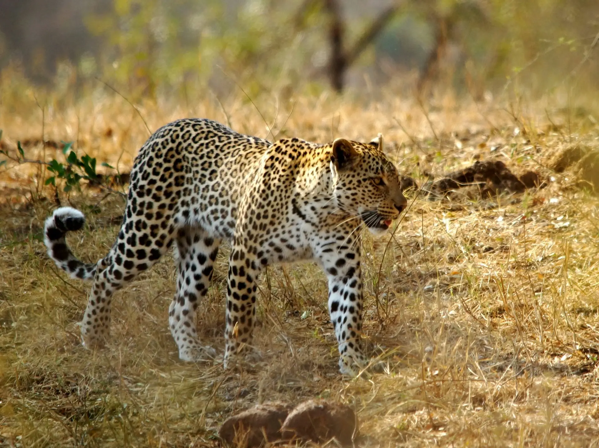 Kruger National Park