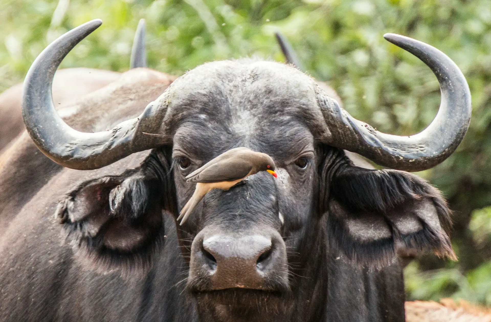 Kruger National Park - Image 1