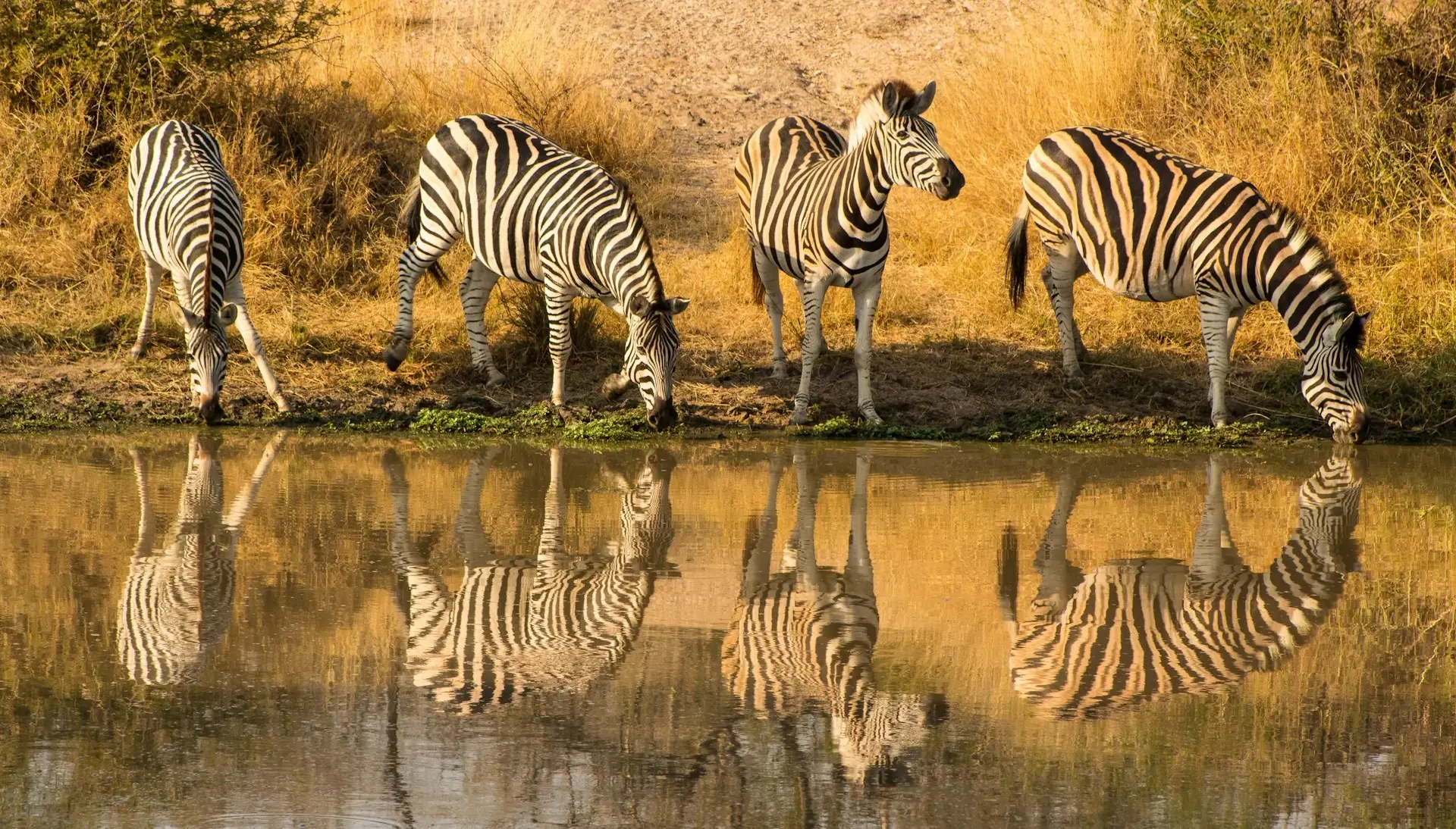 Kruger National Park - Image 3