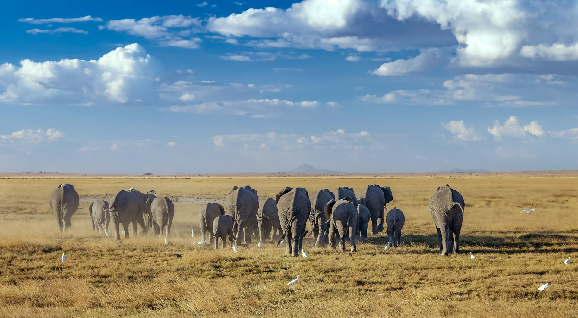 Amboseli National Park - Image 1