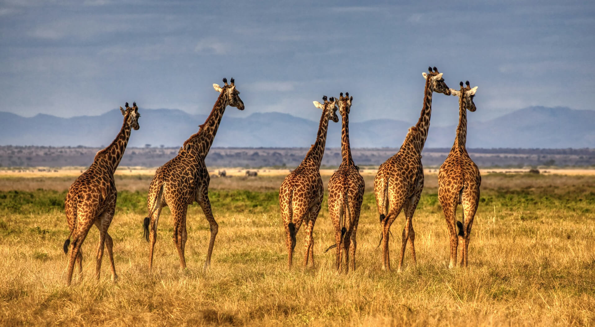 Amboseli National Park - Image 2