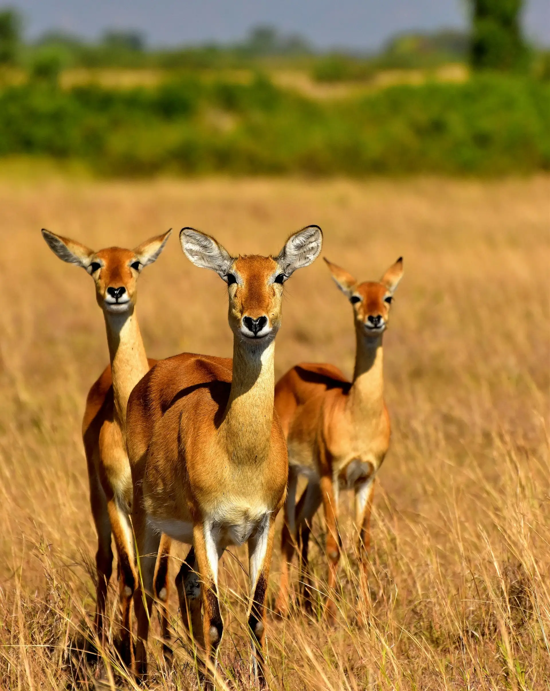 Queen Elizabeth National Park - Image 1