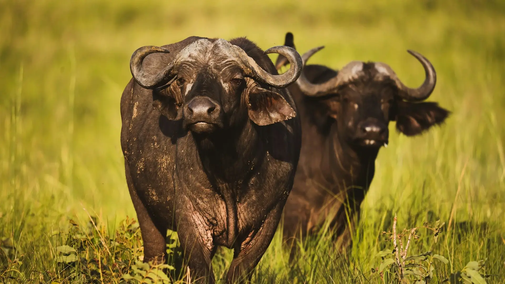 Queen Elizabeth National Park - Image 2