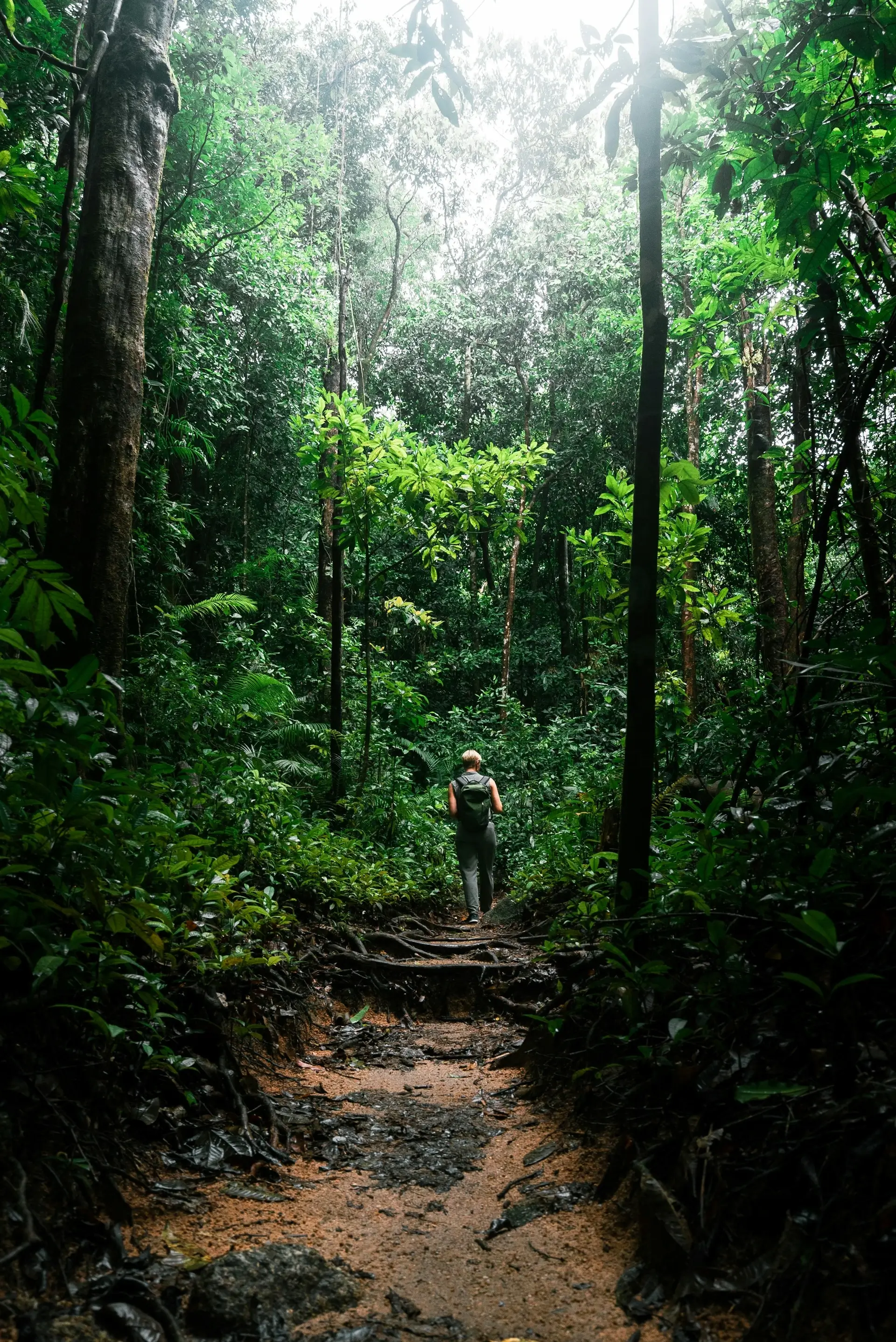 Bwindi Impenetrable National Park - Image 1