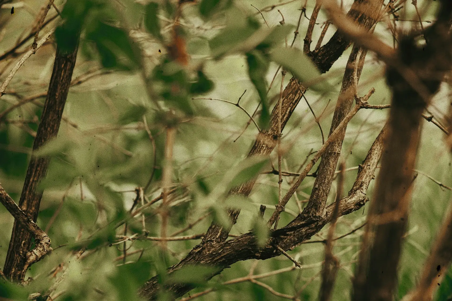 Bwindi Impenetrable National Park - Image 2