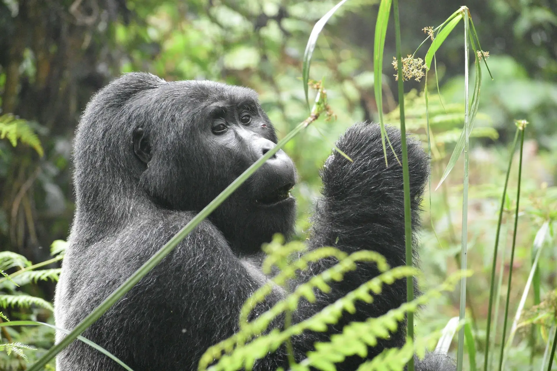 Bwindi Impenetrable National Park