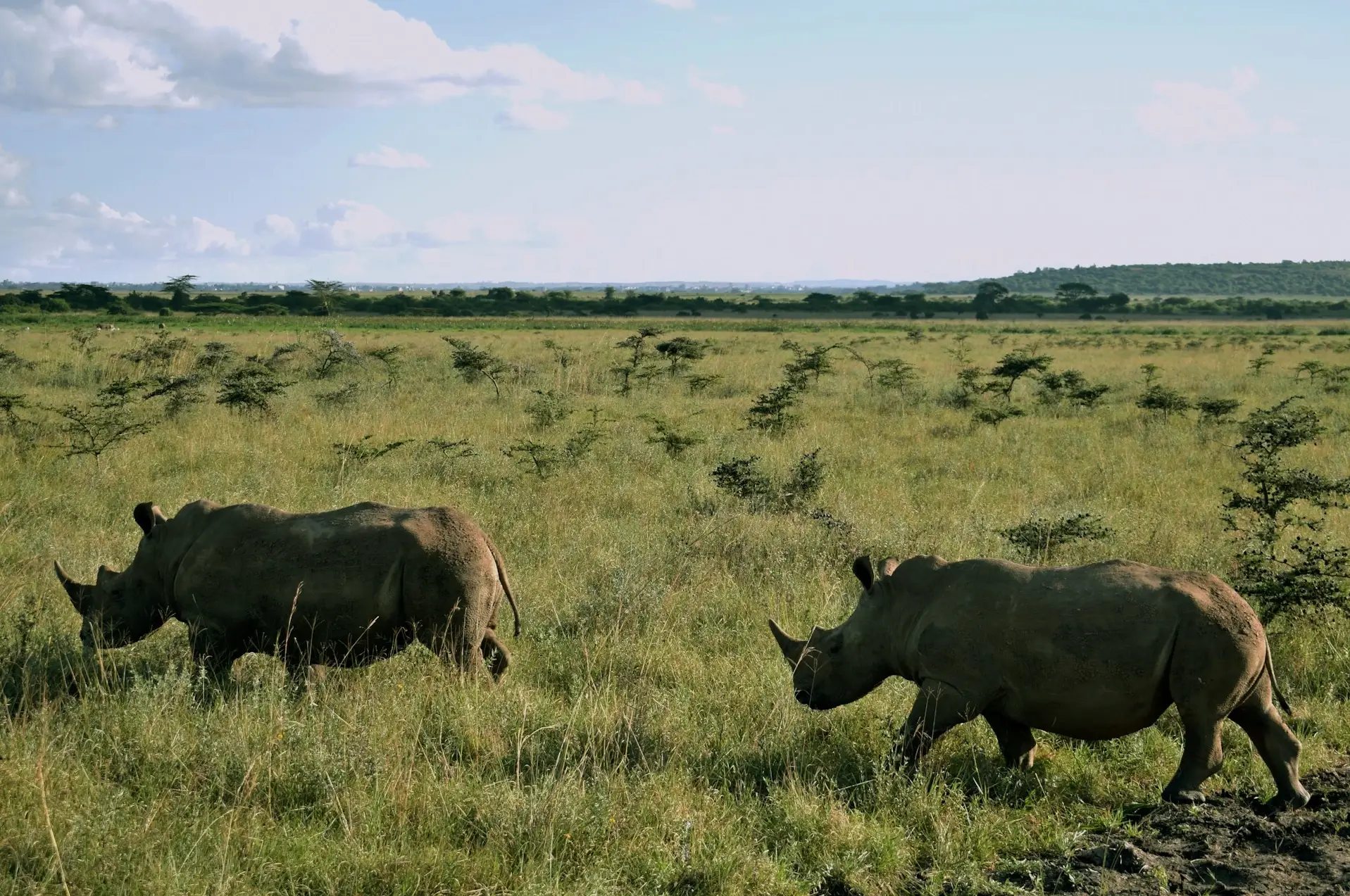 Nairobi National Park - Image 2