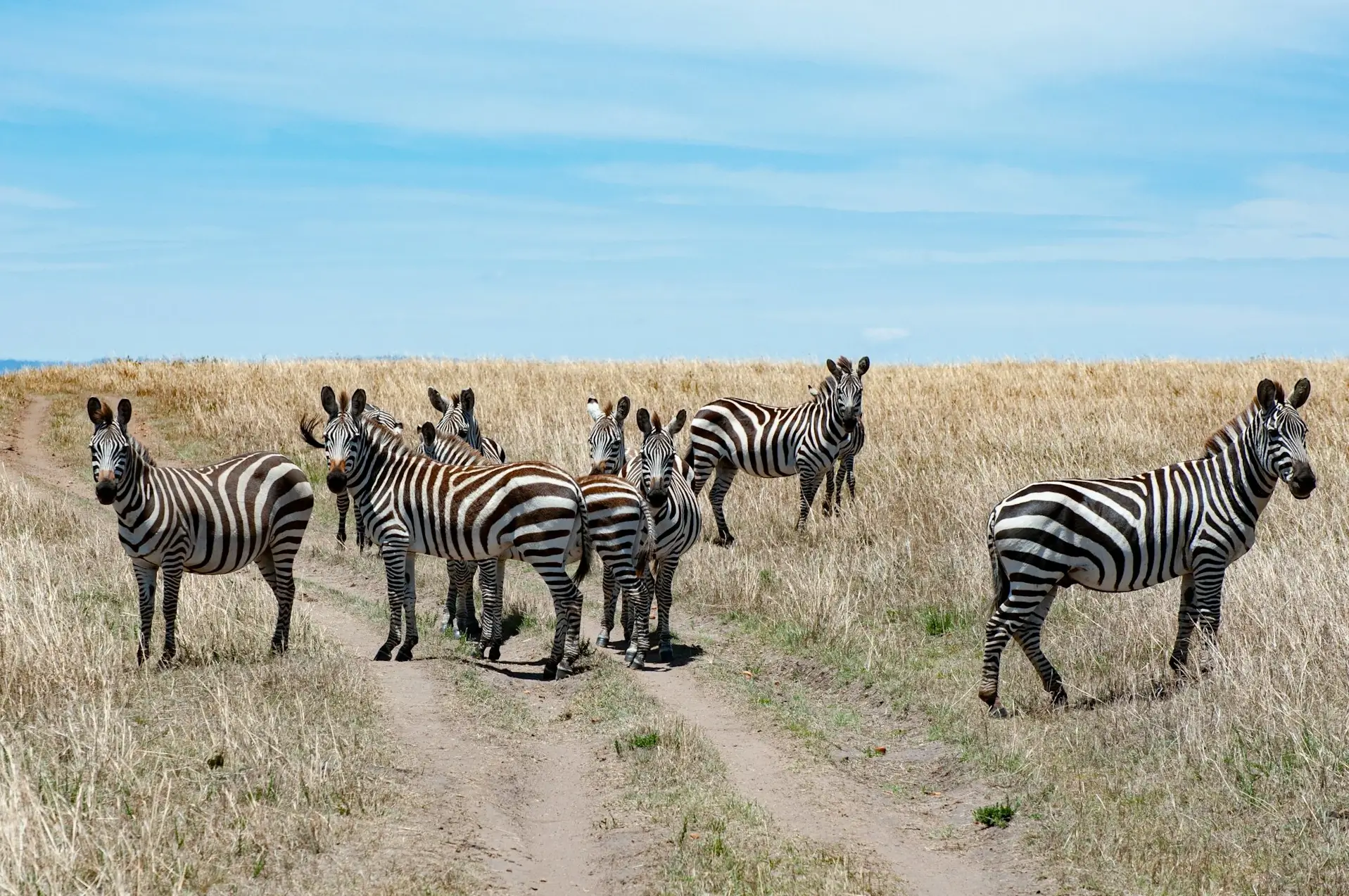 Nairobi National Park - Image 1