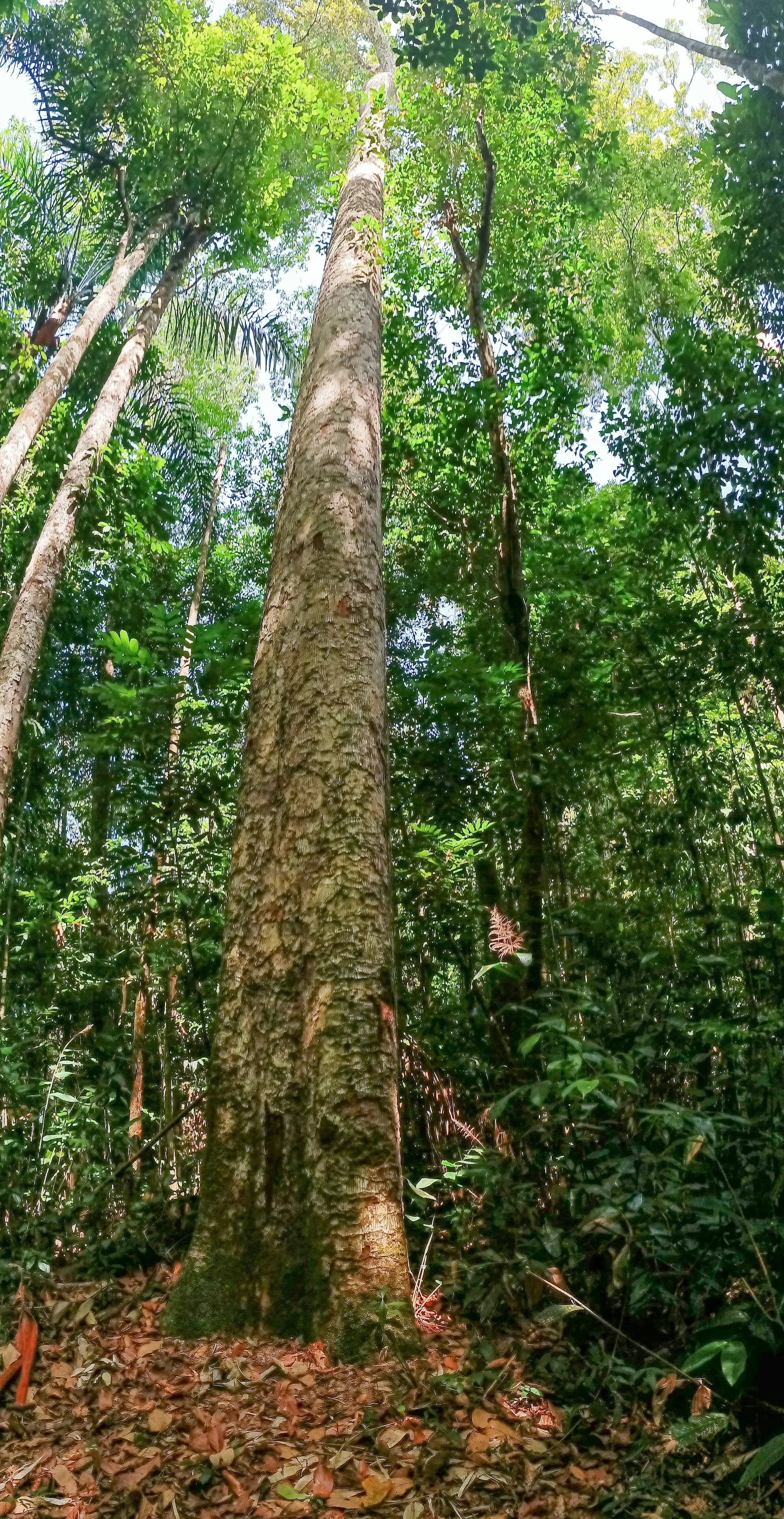 Kibale Forest National Park - Image 2