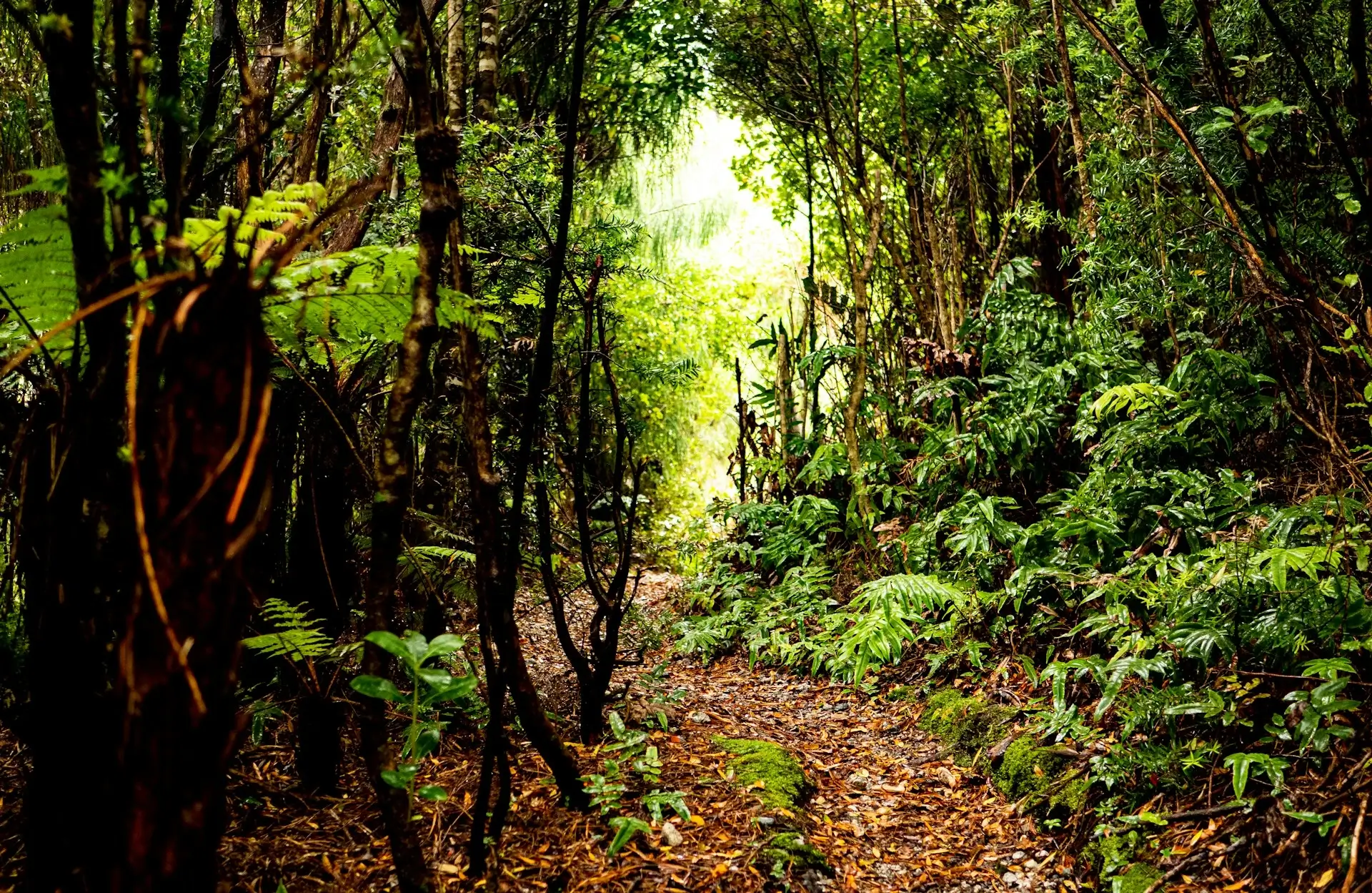 Kibale Forest National Park - Image 1