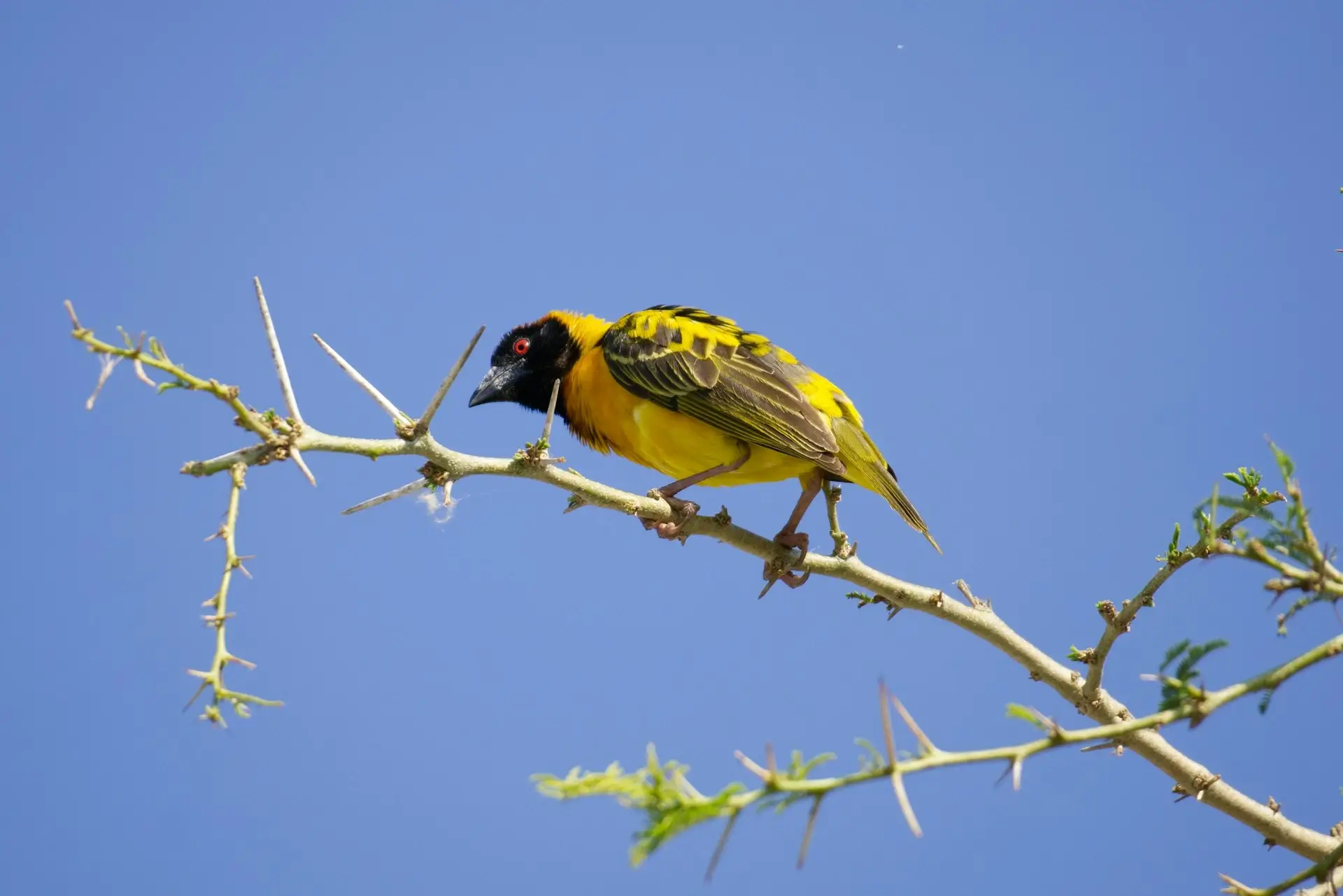 Kibale Forest National Park - Image 3