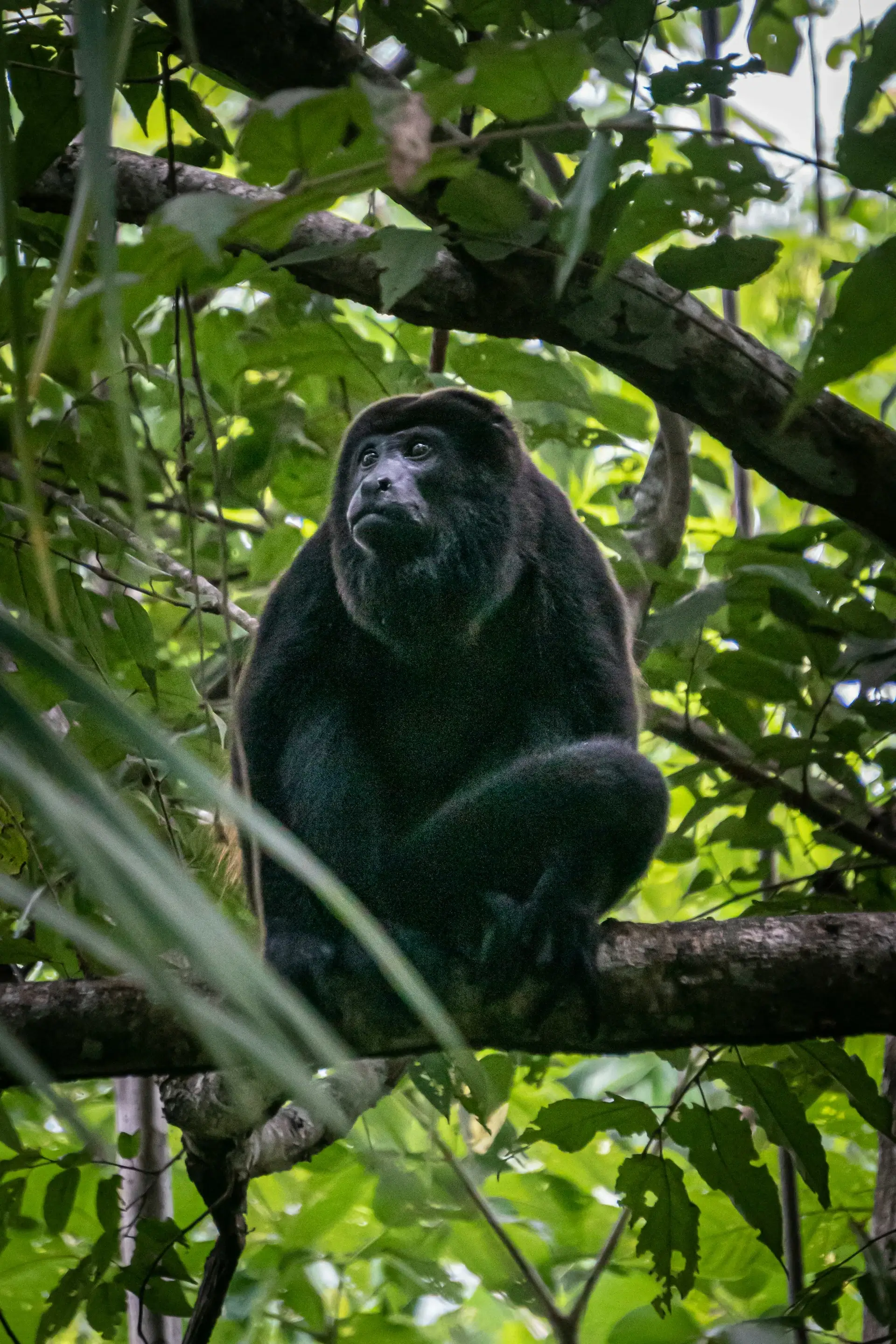 Kibale Forest National Park
